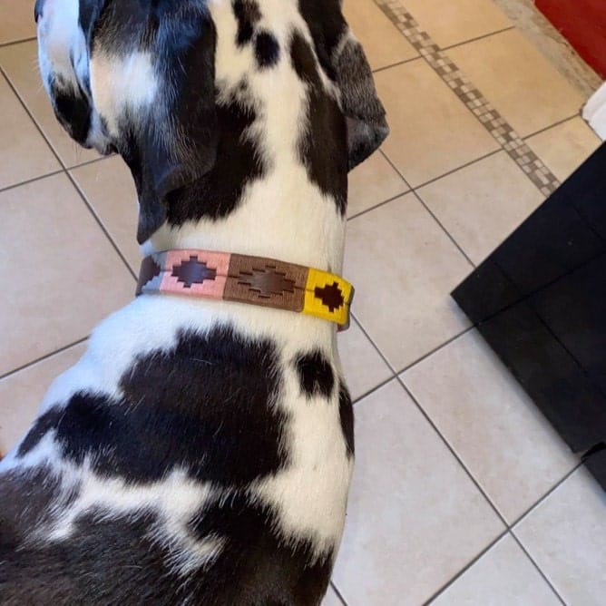 Customer photo review of Embroidered Leather Dog Collar (Aconcagua)