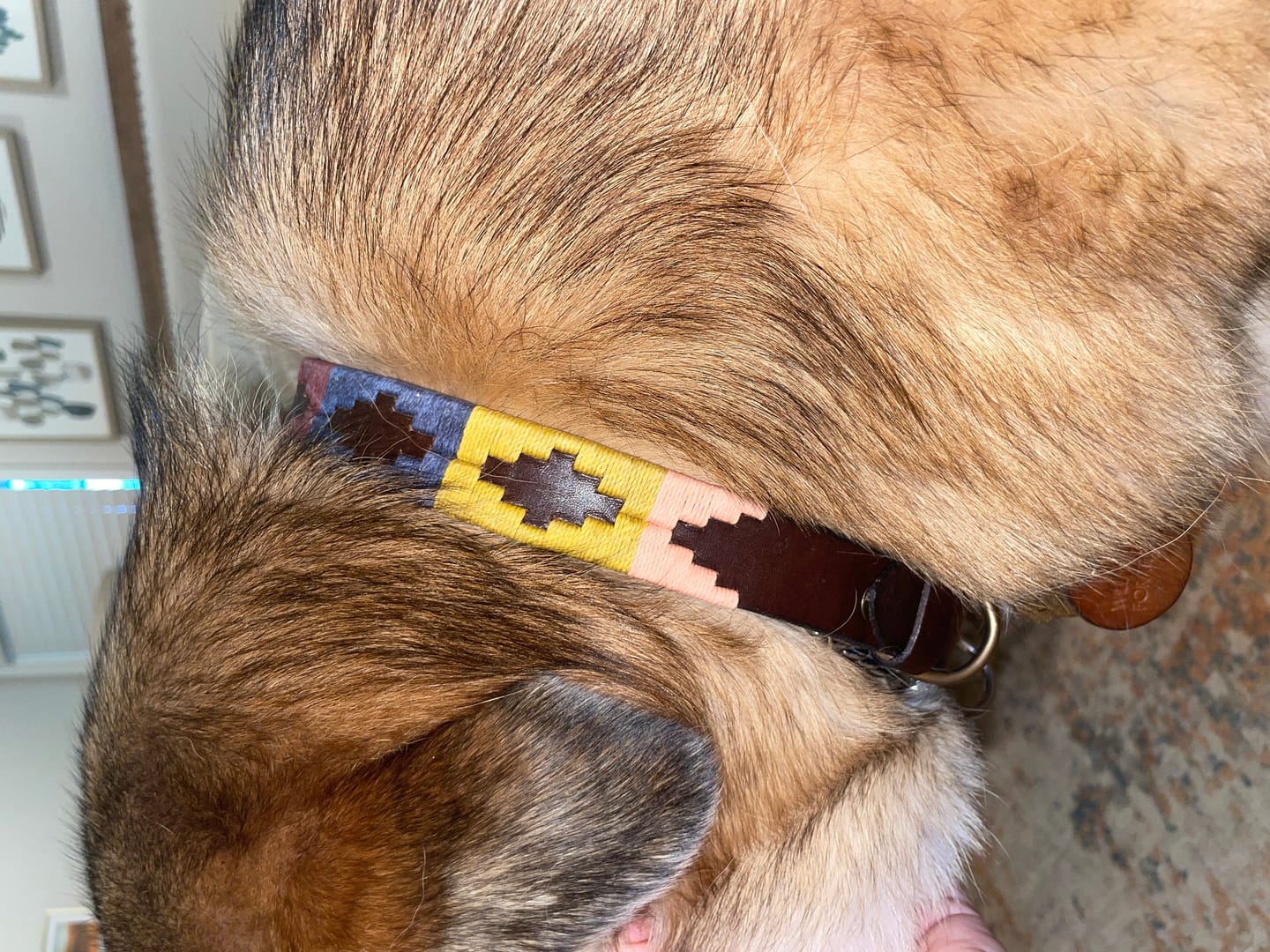 Customer photo review of Embroidered Leather Dog Collar (Aconcagua)