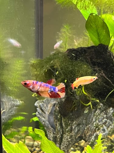 Customer photo review of Koi Nemo Pink Female Betta Fish Sorority | Successful Sorority Pack
