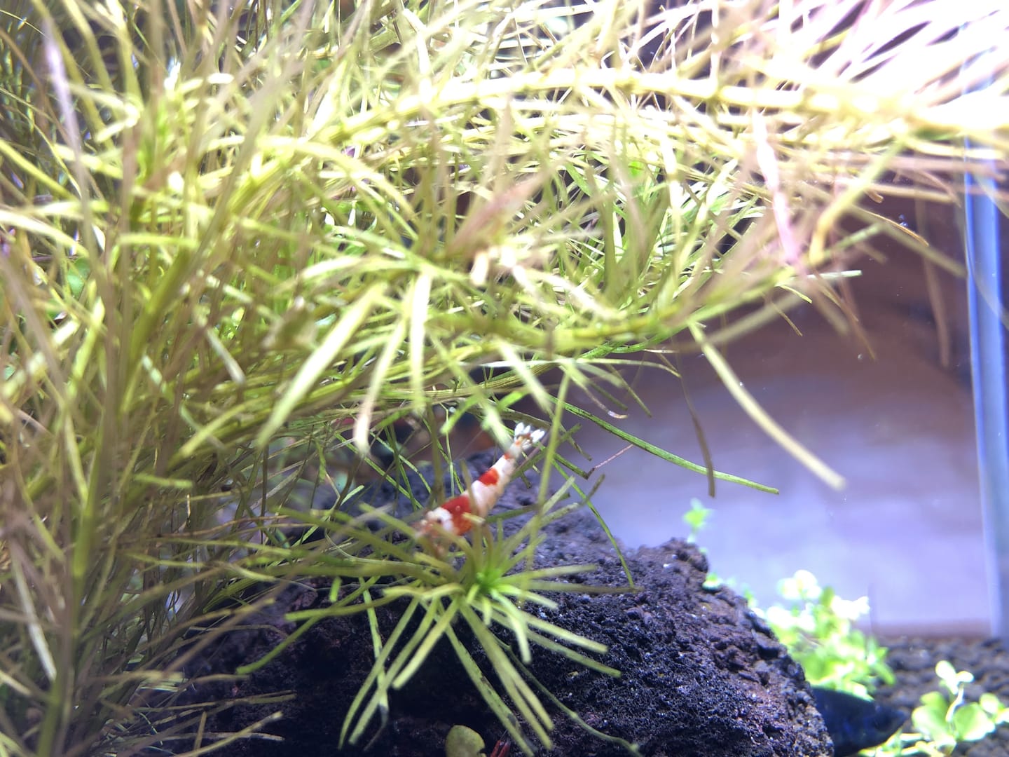 Customer photo review of Crystal Red Shrimp