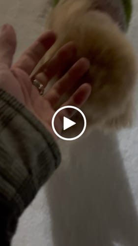 Customer video review of WagWellies® by wagwear