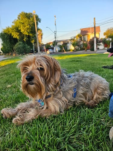 Customer photo review of Placa Azul Mix