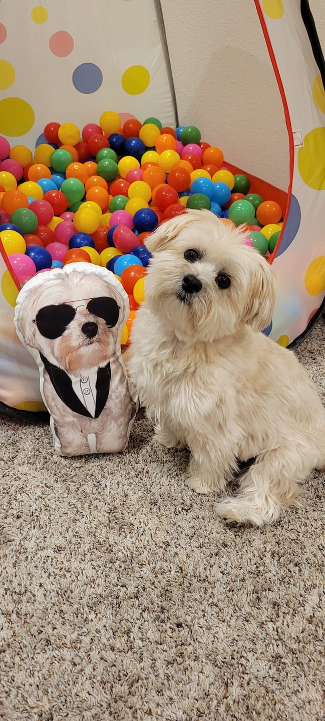 Customer photo review of Custom Pet Shaped Pillow that Look Like your Pet - ThePetPillow