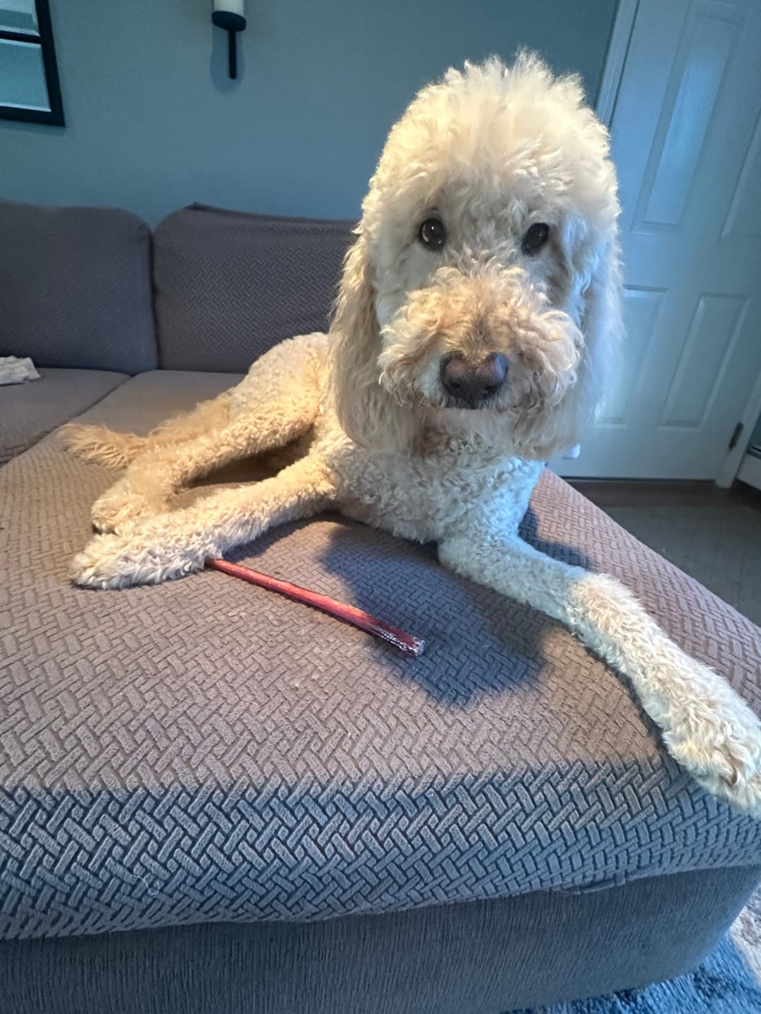 Customer photo review of Bully Sticks - 12 Inch