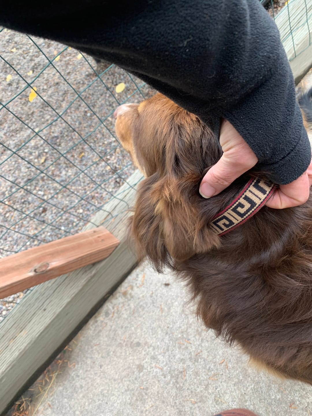 Customer photo review of Guarda Pampas Leather Dog Collar (Greek)