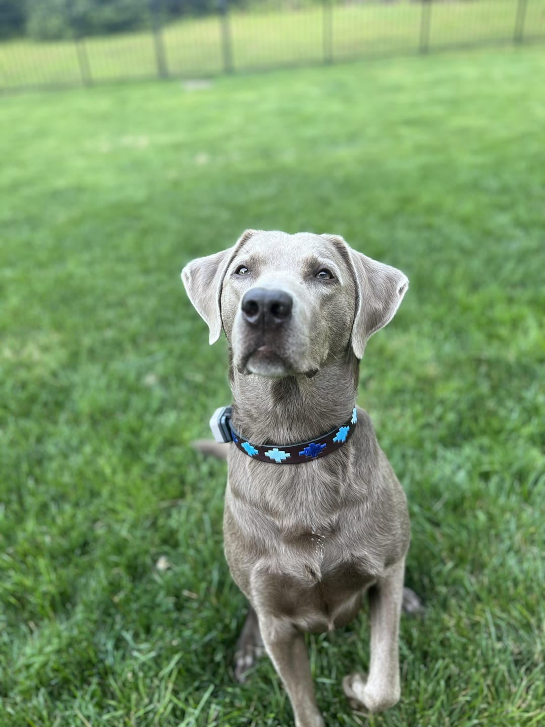 Customer photo review of Embroidered Leather Dog Collar (Ombu)