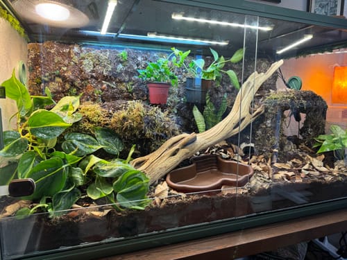 Customer photo review of 120 Gallon Reptile Enclosures 4'x2'x2'-Earthy Green