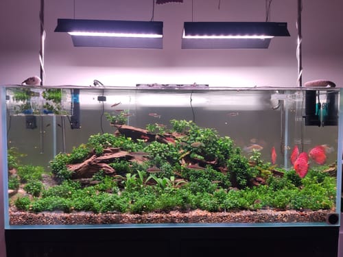 Customer photo review of Starter Anubias Bundle