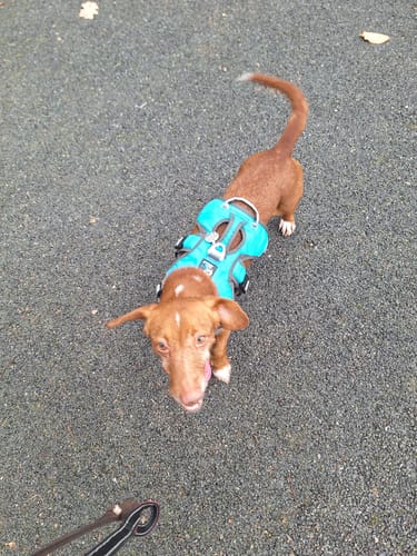Customer photo review of Sighthound Escape Proof Harness