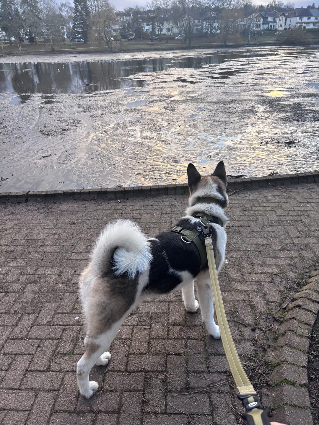 Customer photo review of Training Anti Pull TRI-Harness® | M-XL Breeds - Khaki