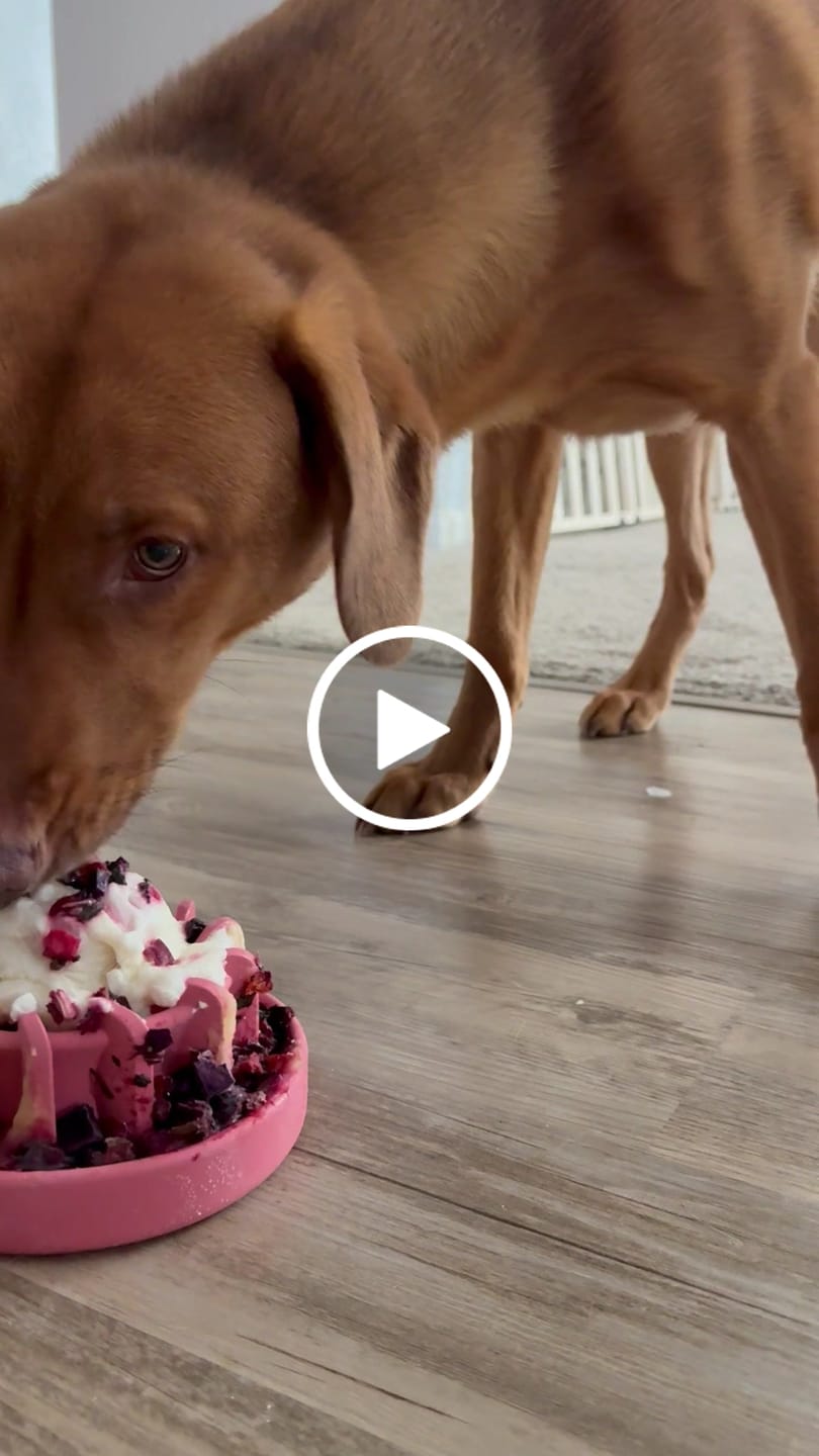 Customer video review of FreezLava Heavy-Duty Enrichment Chew