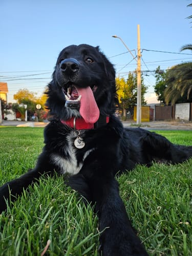 Customer photo review of Placa Blanca