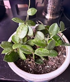 Customer photo review of Winter Protection Insurance