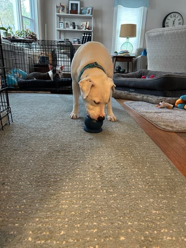 Customer photo review of Freezball - Durable Fillable Dog Chew Bone