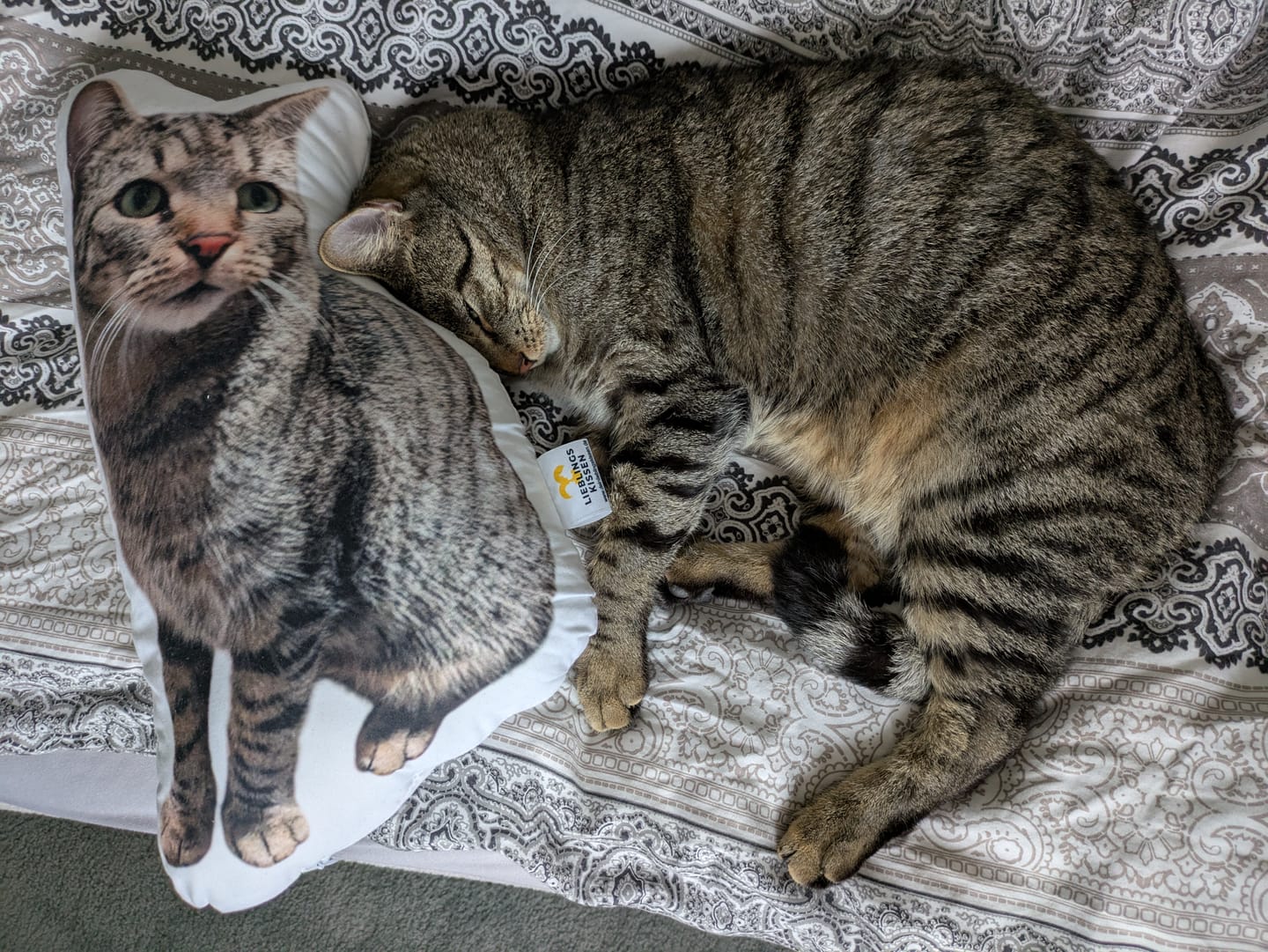Customer photo review of Personalisiertes Katzenkissen