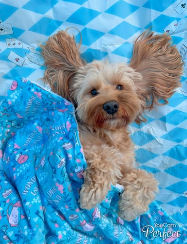 Customer photo review of Dog Blanket - Mad Hatters Tea Party
