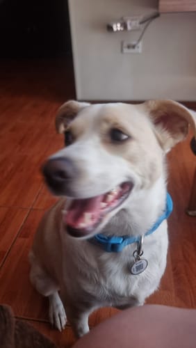 Customer photo review of Pack Neopro celeste