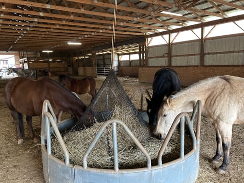 Customer photo review of Hay Chix® Large Bale Net - 5'   "The Goldilocks"