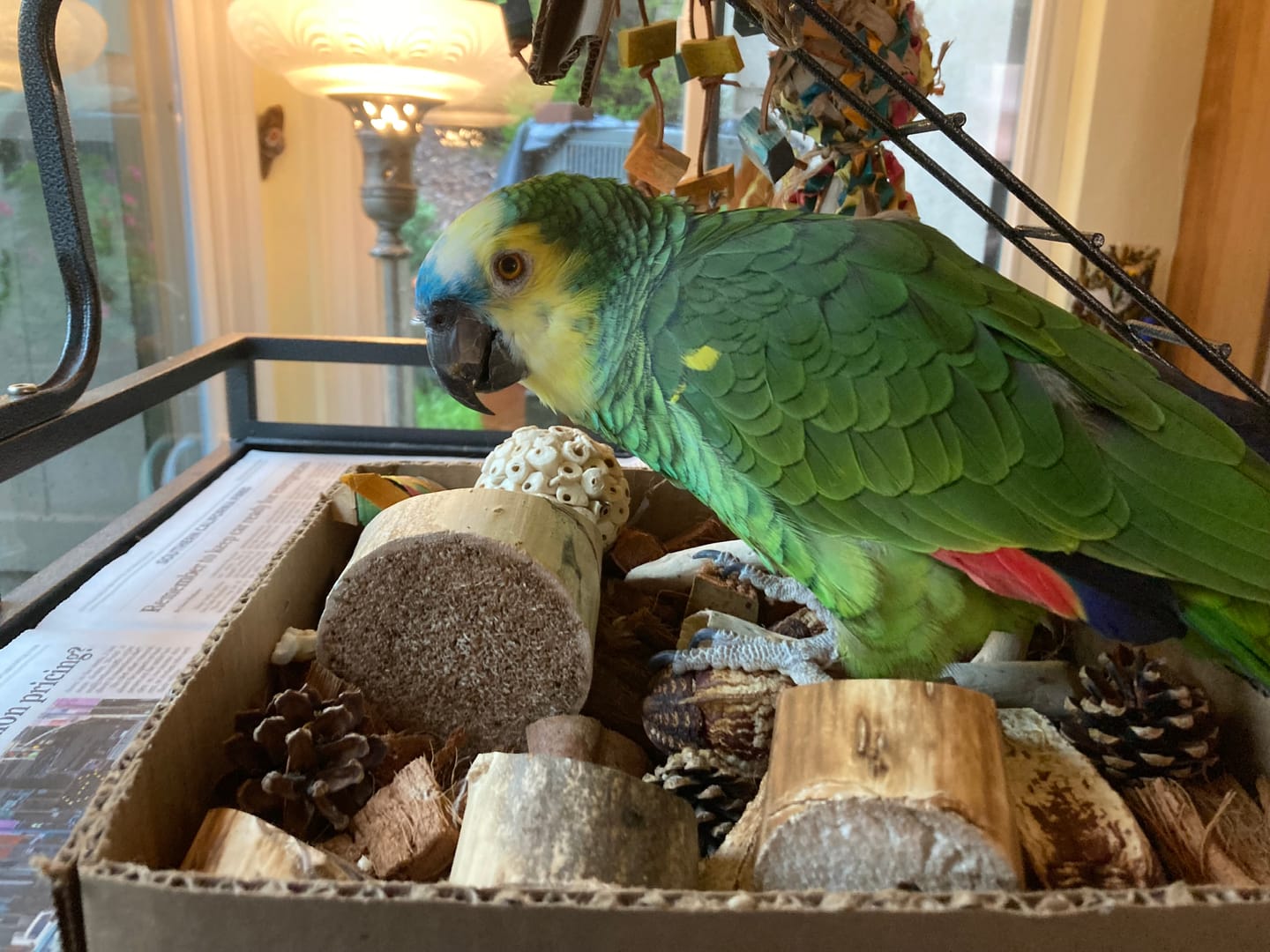 Customer photo review of "BYOT" Foraging Flats by Cheep Thrills