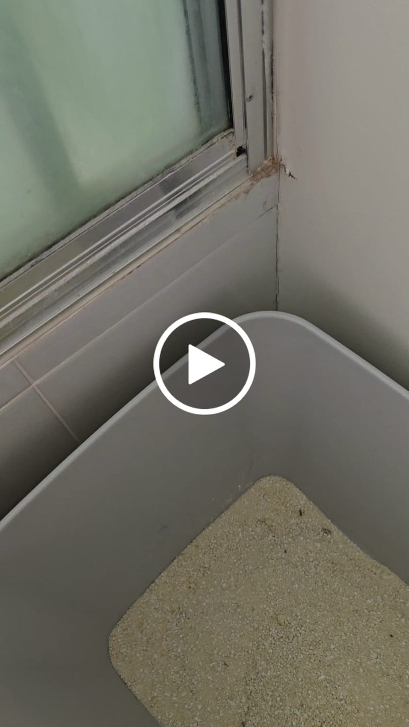Customer video review of Michu Wonder Litter - Plant-Based & Automatic-Box Friendly 2.5kg/6L
