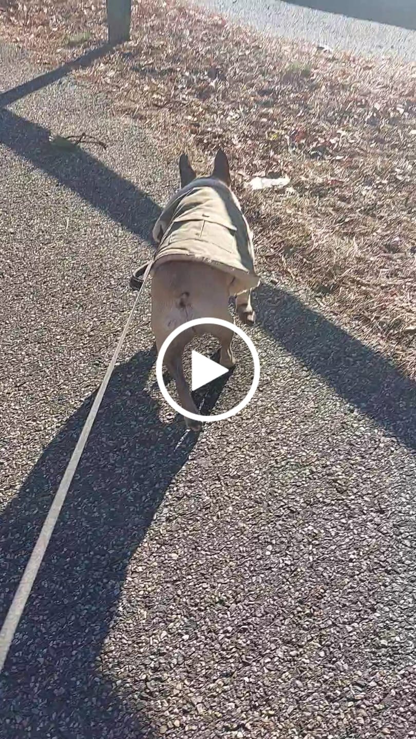 Customer video review of Workdog Insulated Utility Jacket Jackets