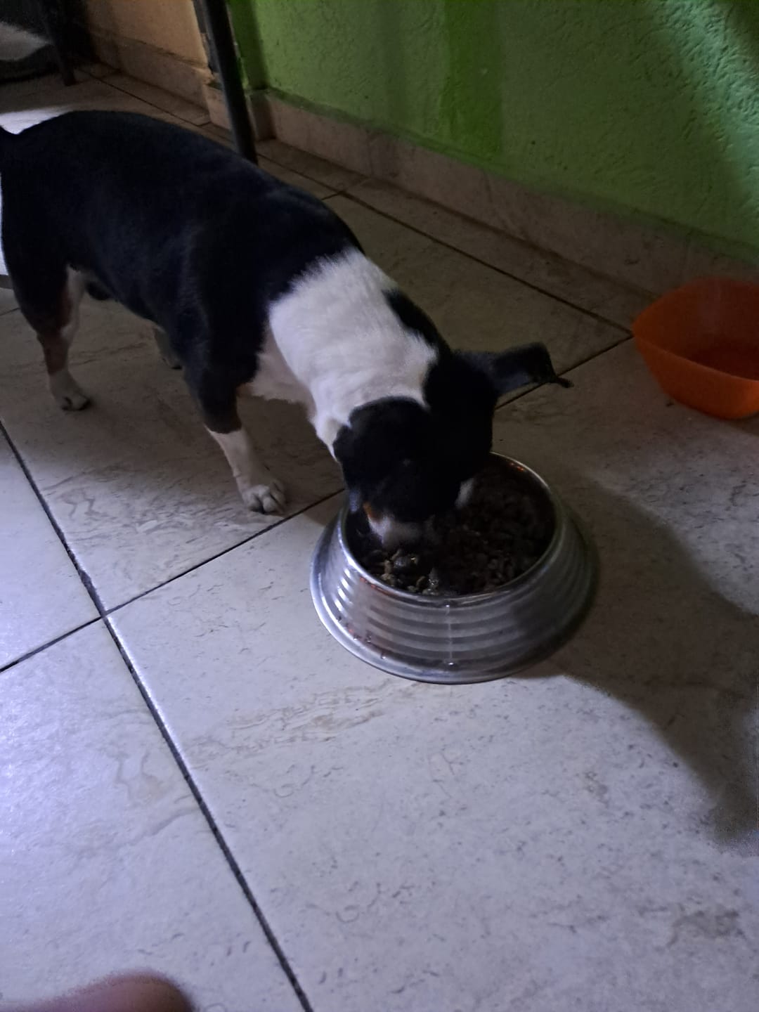 Customer photo review of Gut Morning I Probióticos para Perro y Gato. Mejora la Digestión