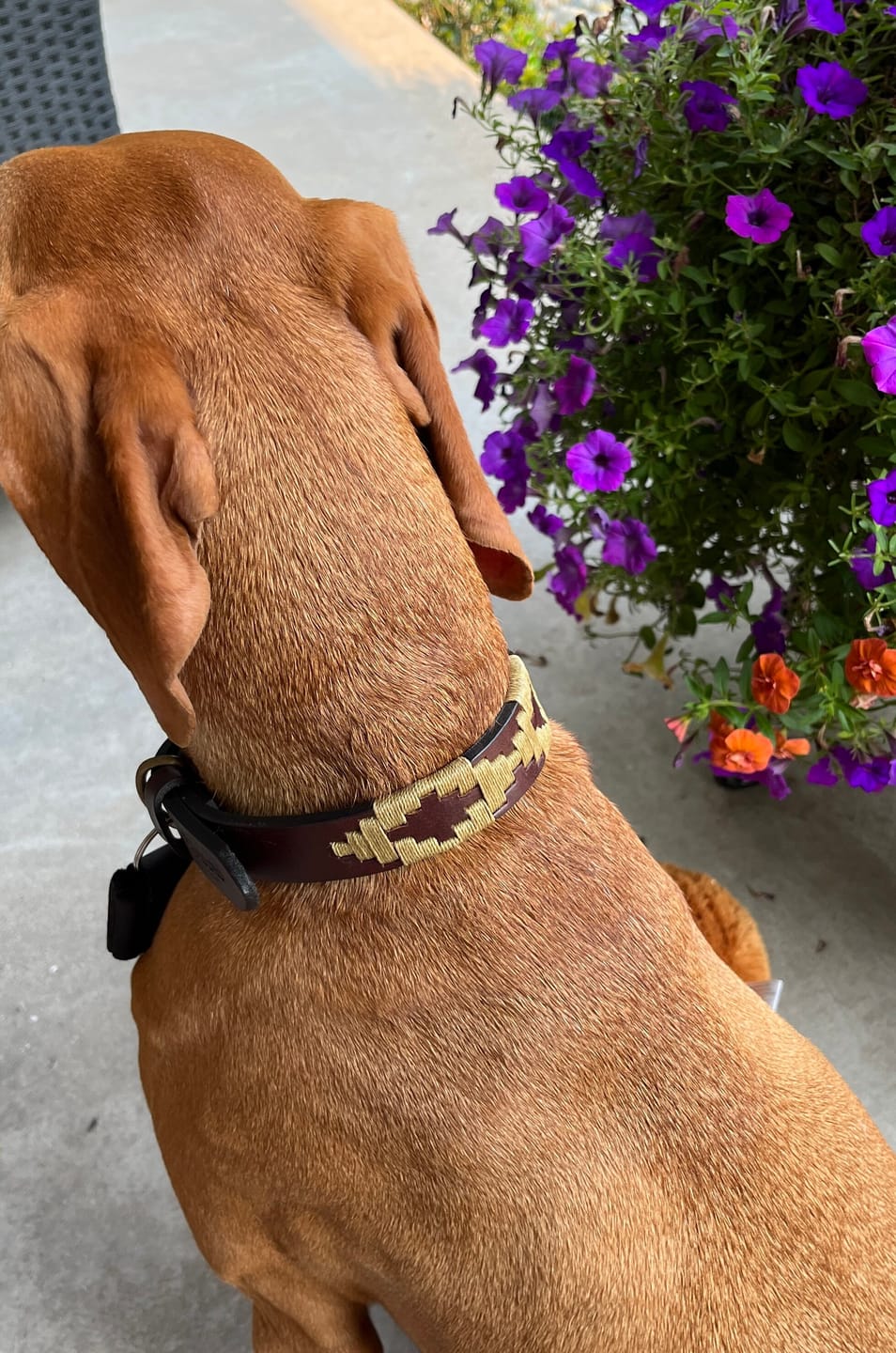 Customer photo review of Embroidered Leather Dog Collar (Dorado)