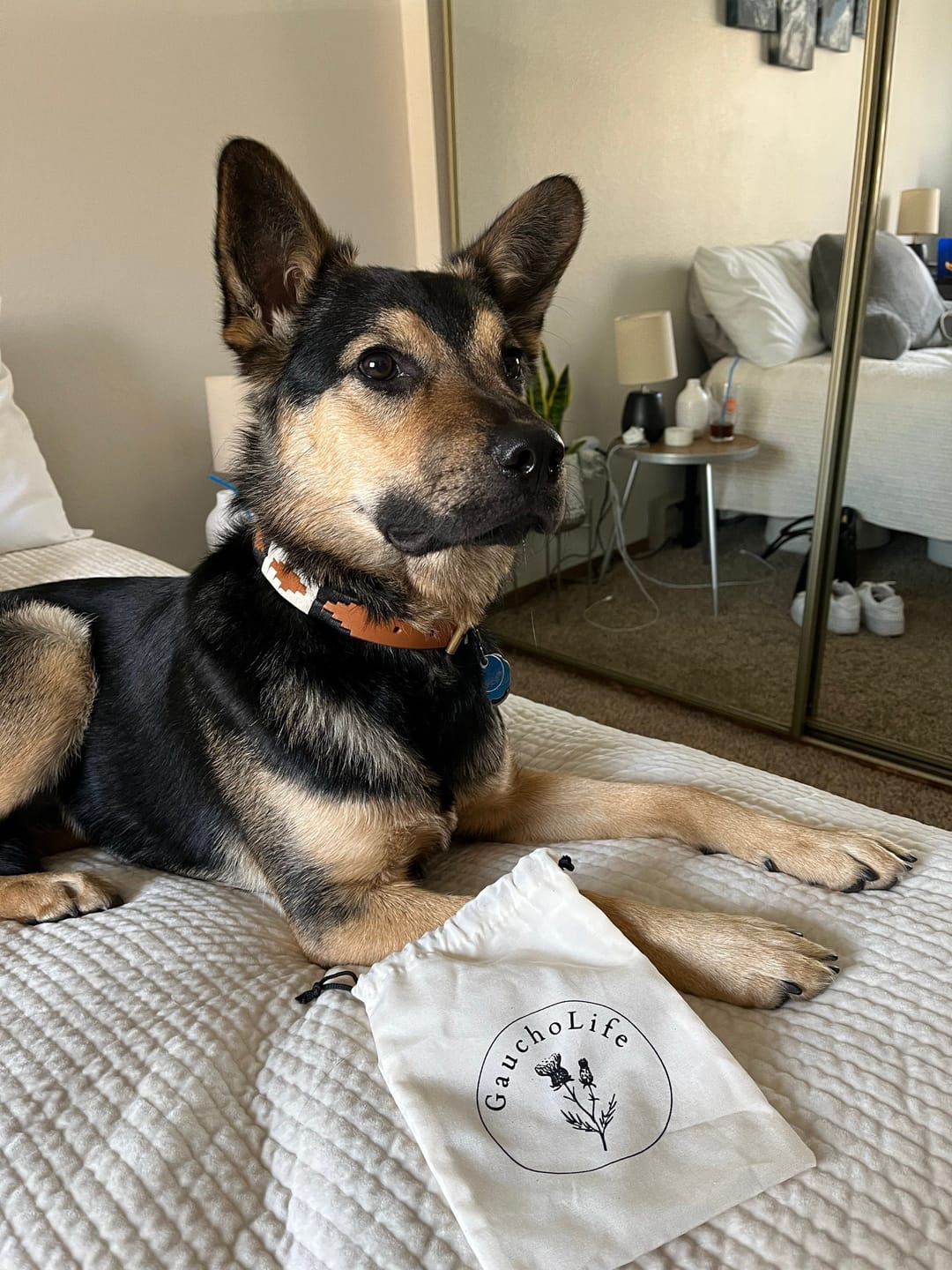 Customer photo review of Embroidered Leather Dog Collar (Black/White)