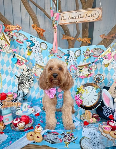 undefined review of Tough Trails™ Harness - Mad Hatters Tea Party image 1 out of 5