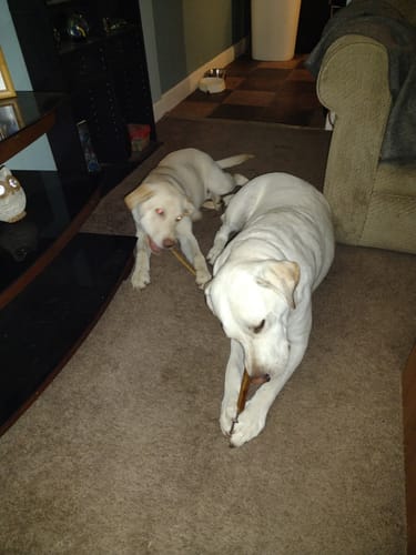 Customer photo review of 12 Inch Jumbo Bully Stick