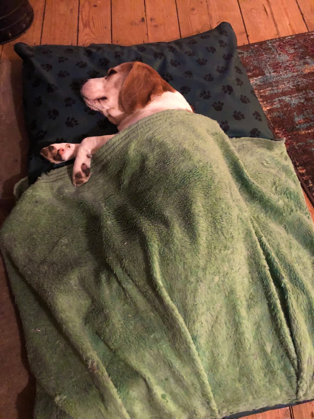 Customer photo review of Paw Print Heavy Duty Waterproof Fabric