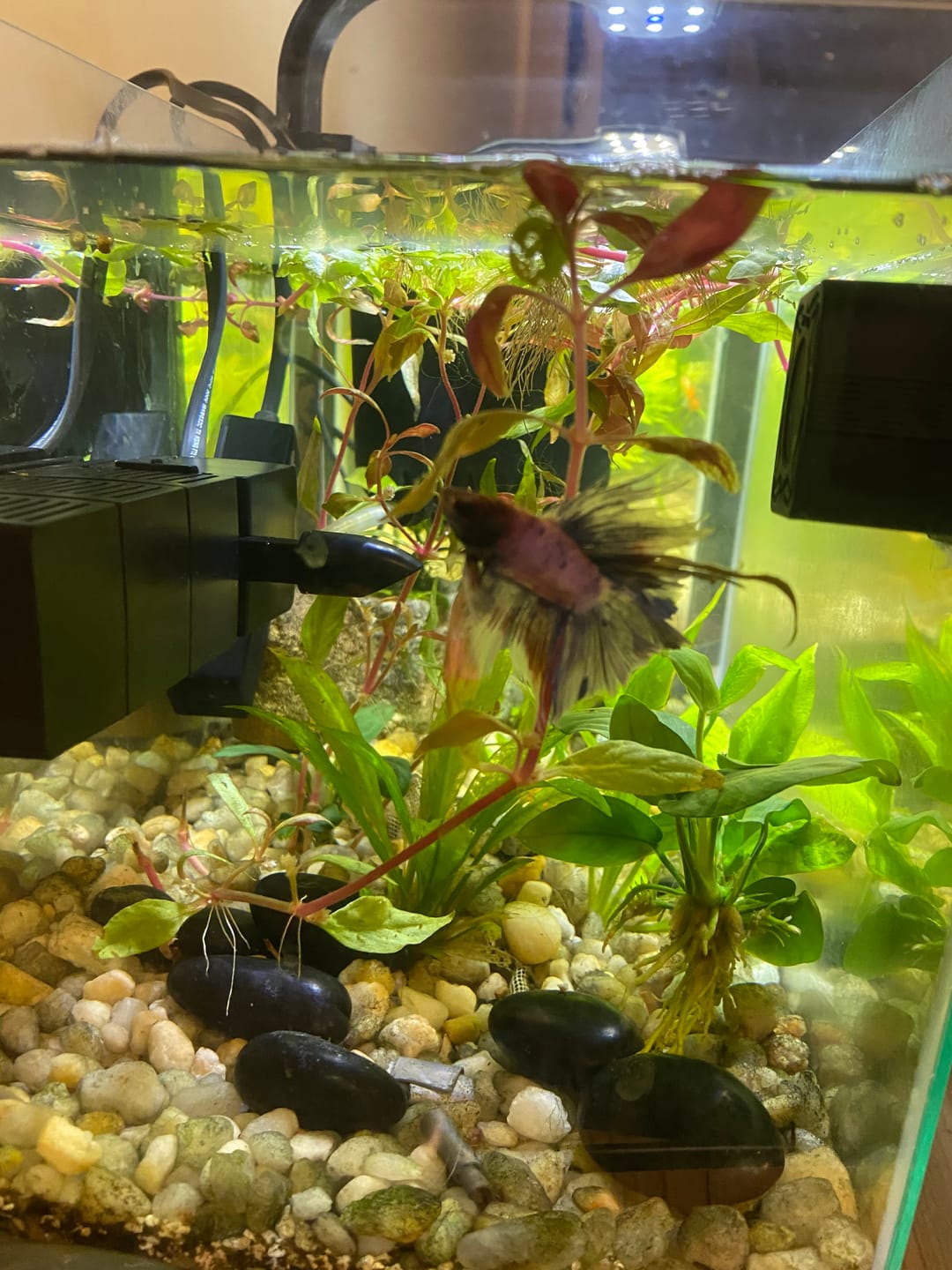 Customer photo review of Scarlet Temple  (Alternanthera reineckii)