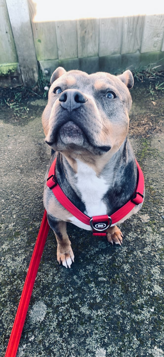 Customer photo review of Training Anti Pull TRI-Harness® | M-XL Breeds - Red