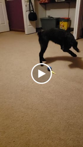 Sasha E. review of SPEEDY TAIL 2.0 image 1 out of 1