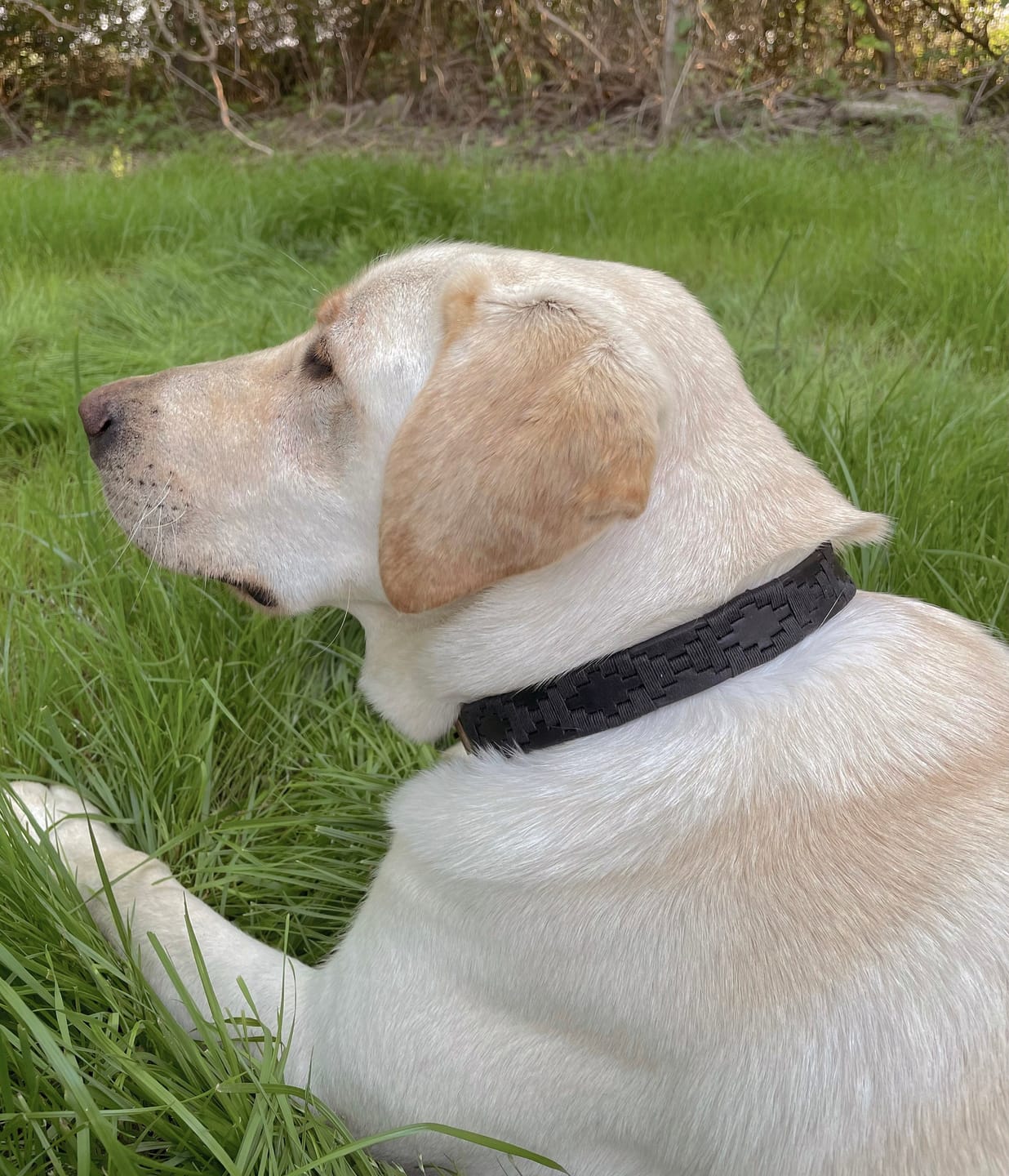 Customer photo review of Embroidered Leather Dog Collar (Black)