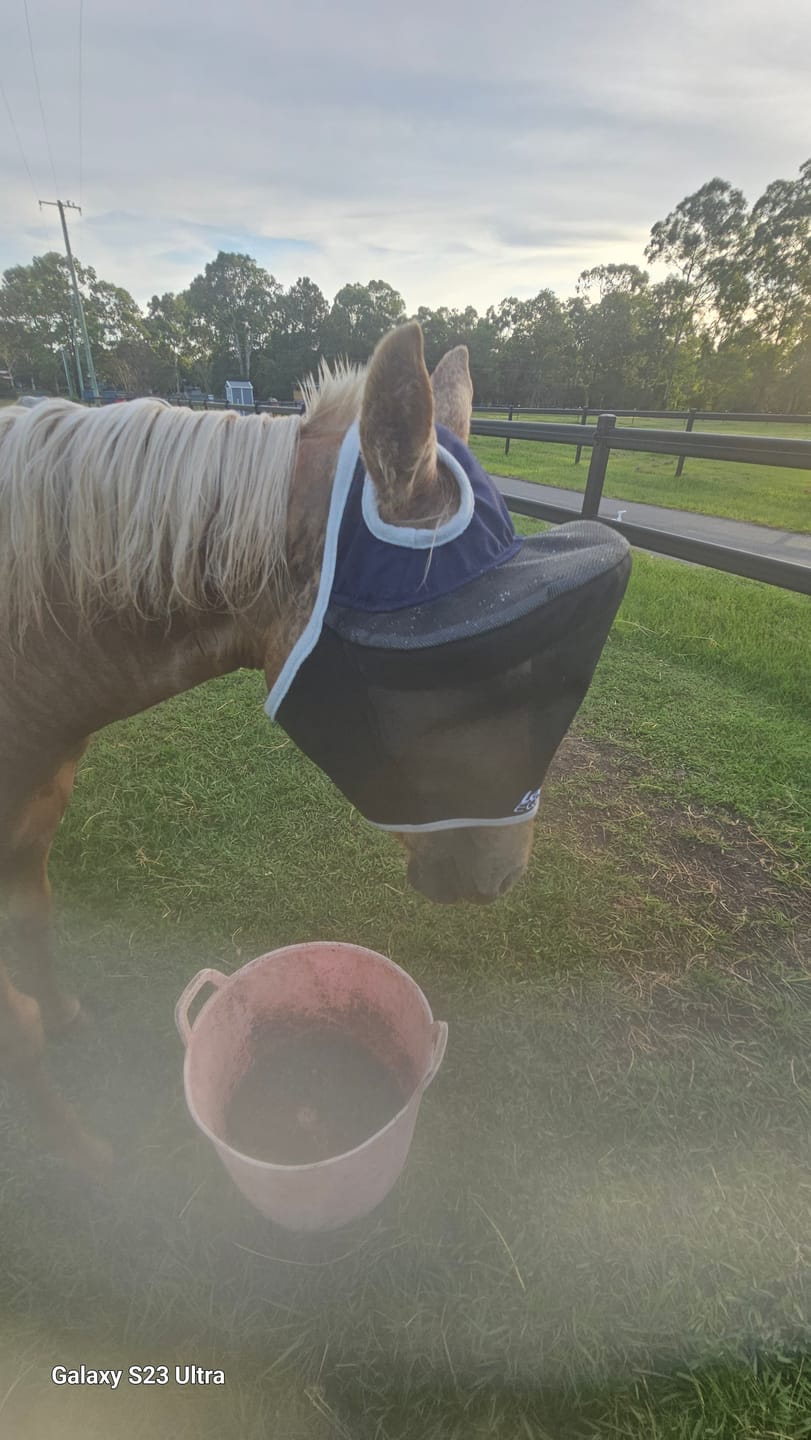Customer photo review of LE Outback Flymask Original