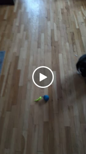 John S. review of SPEEDY TAIL 2.0 image 1 out of 1