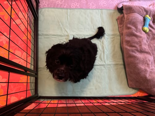 Customer photo review of Potty Buddy - Dry Guard™ Potty Pads