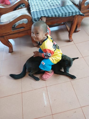 Customer photo review of FurLife™ 12 Months Flea and Tick Free