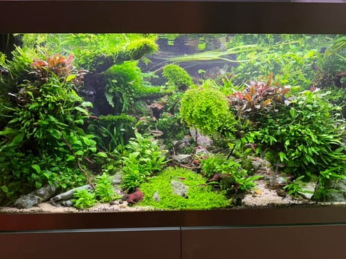 Customer photo review of Starter Anubias Bundle
