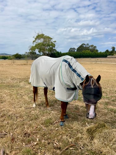 Steph J. review of Amigo XL Bug Rug image 1 out of 1