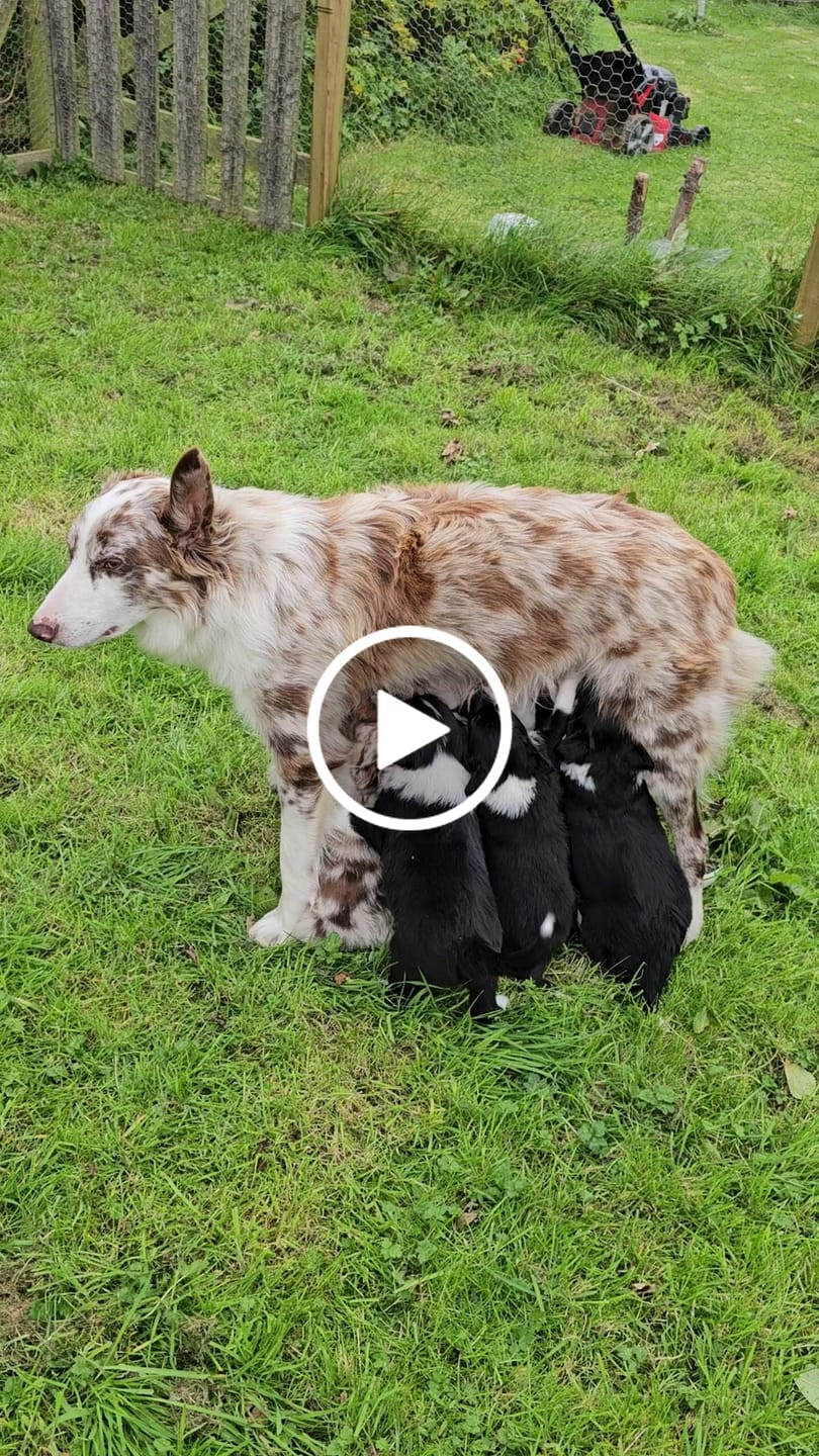 Customer video review of Griffiths' Original Beef 15kg
