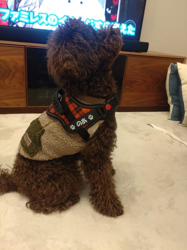 Customer photo review of 【プレミアム版】FunFunPet 高機能ハーネス （お名前タグ作成サービス付き）