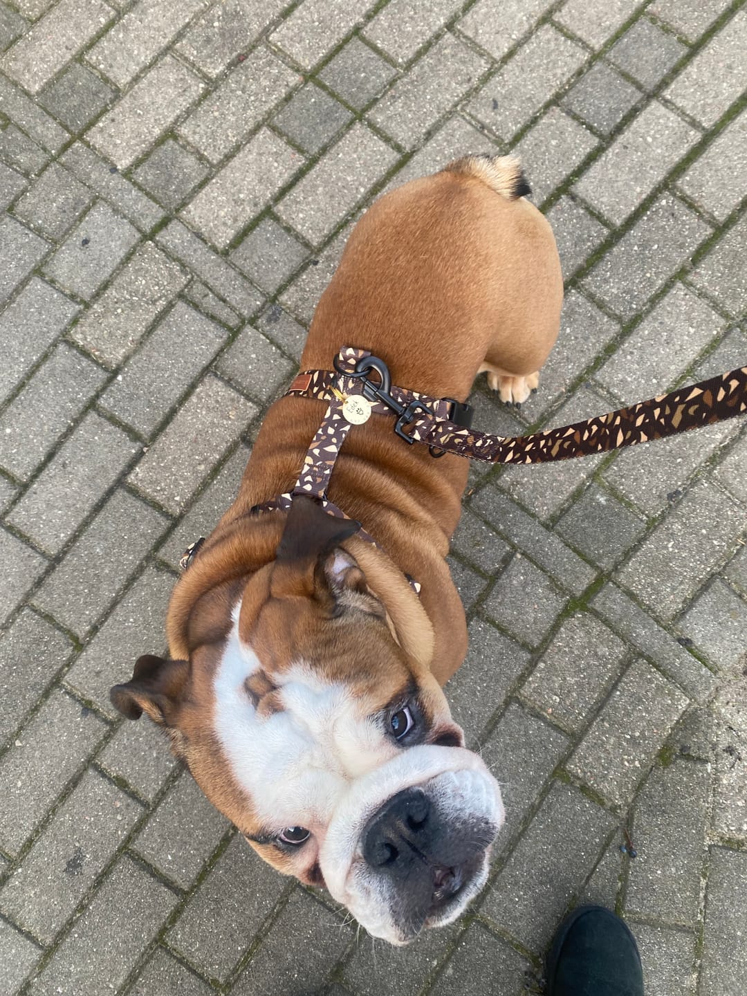 Customer photo review of Szelki guard "Brownie Terrazzo" - czarne okucia