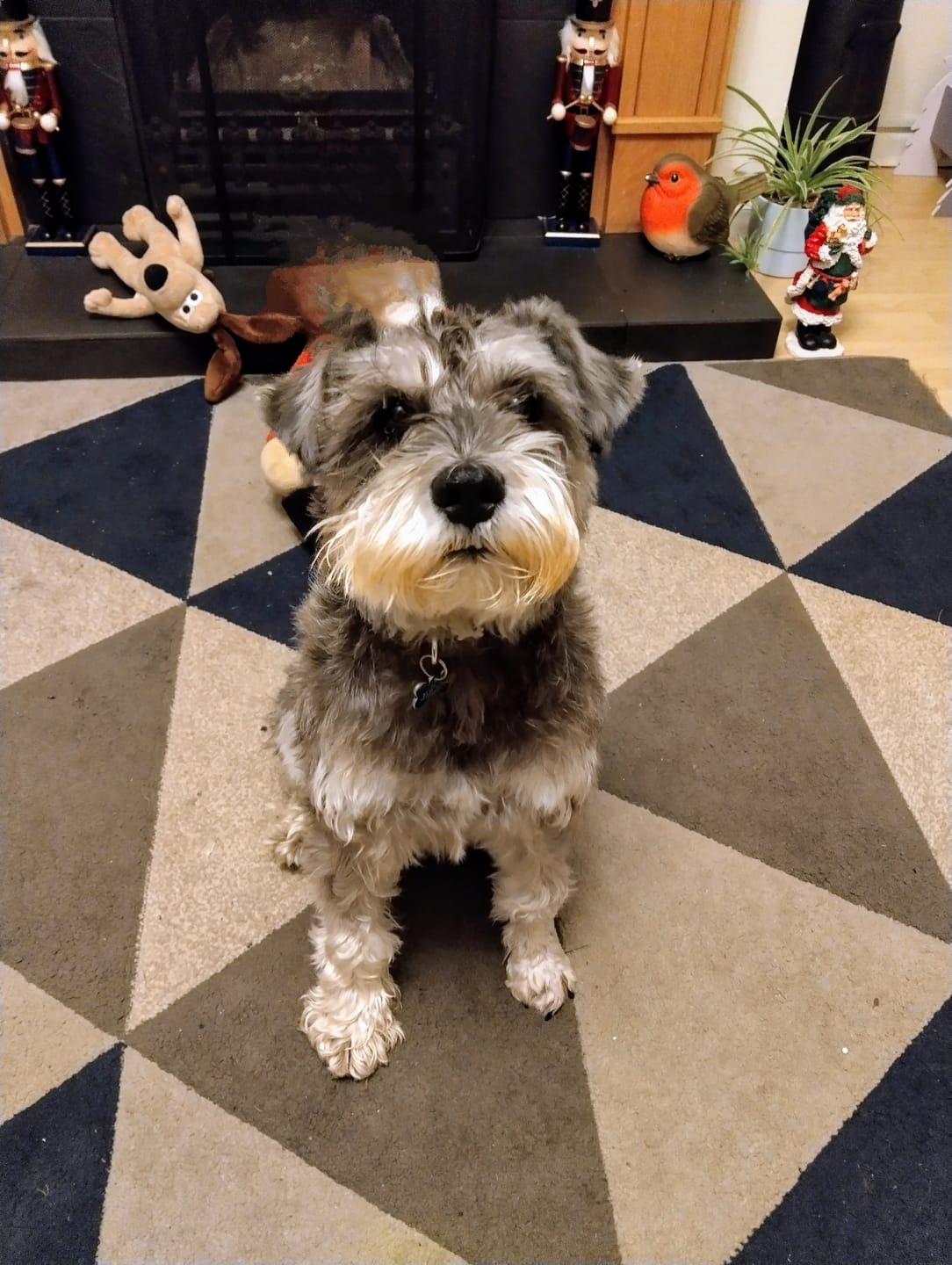 Customer photo review of Dog Gel