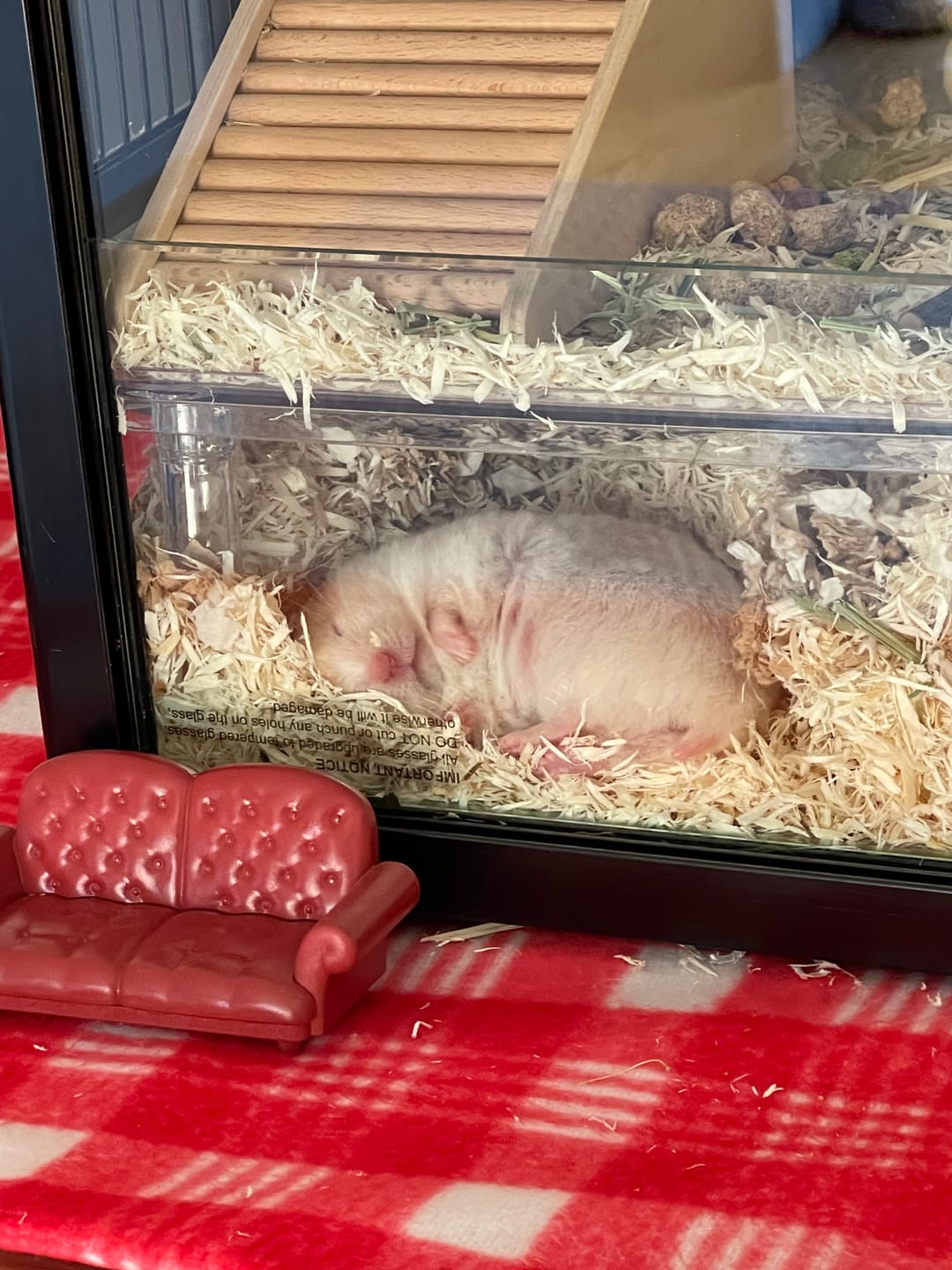 Customer photo review of Niteangel 65L Aspen Shaving Hamster Beddings for Syrian Dwarf Hamster Gerbil Mice Degu Rat Rabbit Bunny Guinea Pig Chinchilla Hedgehog or Other Small Pets