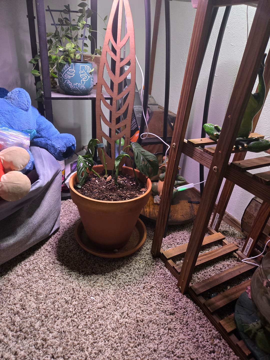 Customer photo review of Anthrulla - Plant trellis inspired by the Queen Anthurium