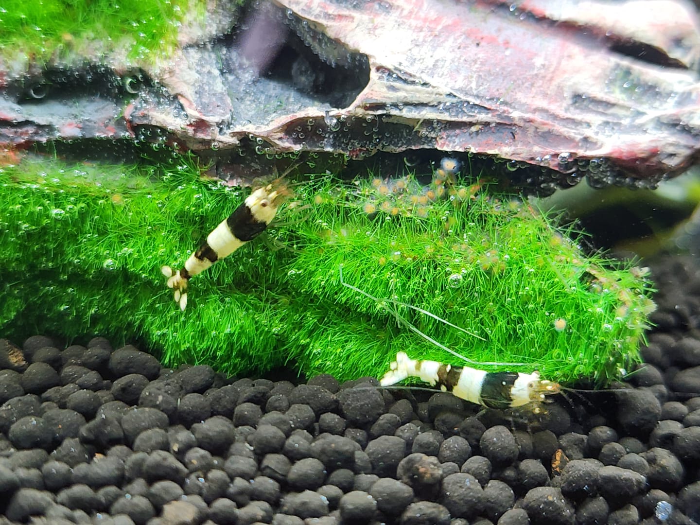 Customer photo review of Crystal Black Shrimp