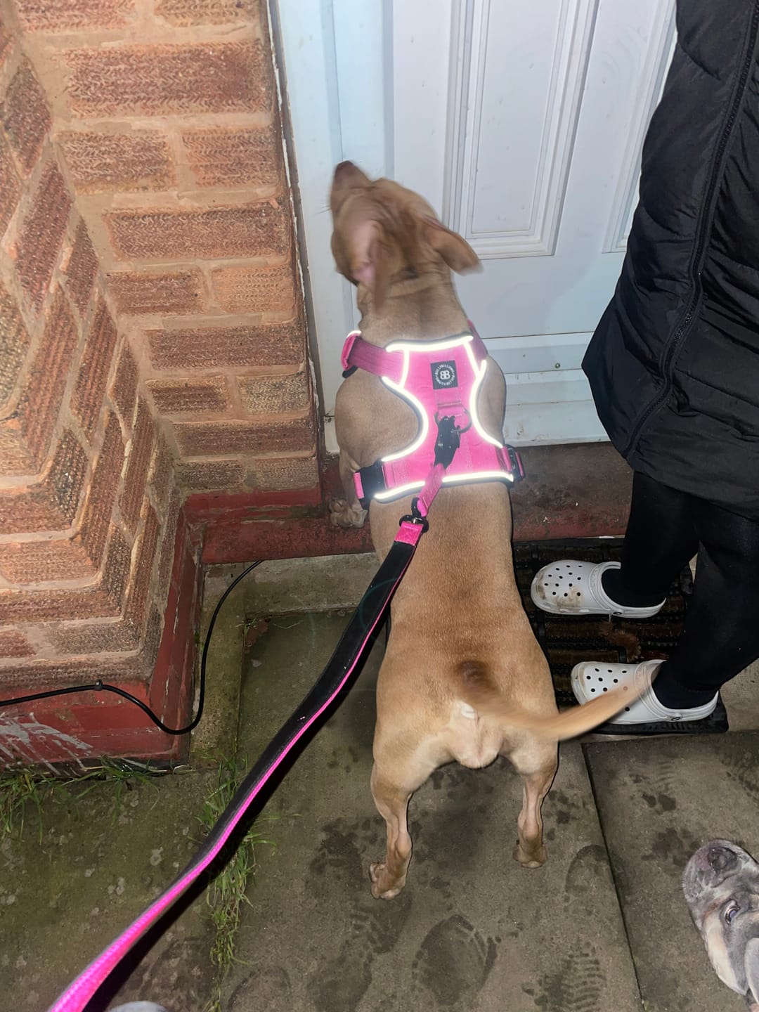 Customer photo review of Comfort Premium Harness | Non Restrictive - Magenta