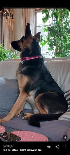 Customer photo review of 5 étoiles - Viande Crue Mixte 10lbs pour chien